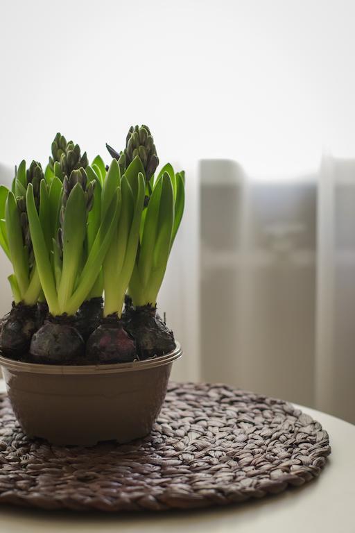 Saulys Apartment Druskininkai Bilik gambar